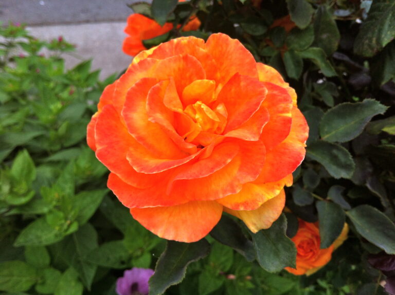 Breast Lives: How Does Your Garden Grow?